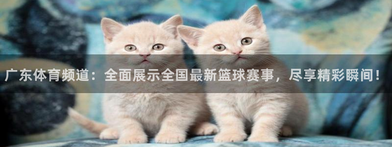 广东体育频道：全面展示全国最新篮球赛事，尽享精彩瞬间！