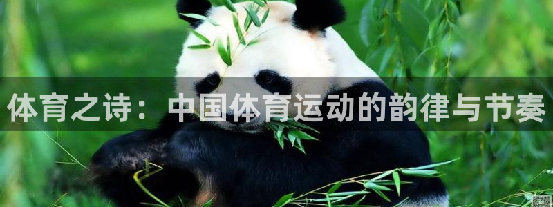 体育之诗：中国体育运动的韵律与节奏