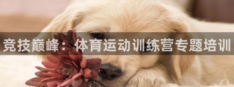竞技巅峰：体育运动训练营专题培训